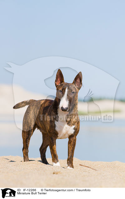 Miniature Bull Terrier / IF-12266