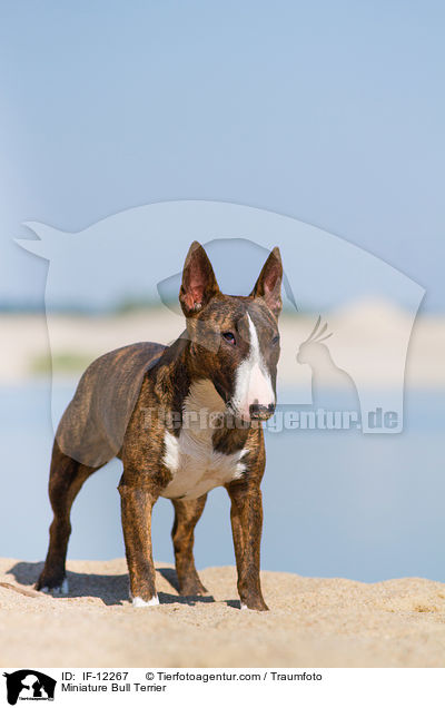 Miniature Bull Terrier / IF-12267
