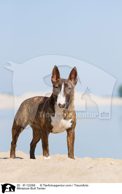 Miniature Bull Terrier / IF-12268