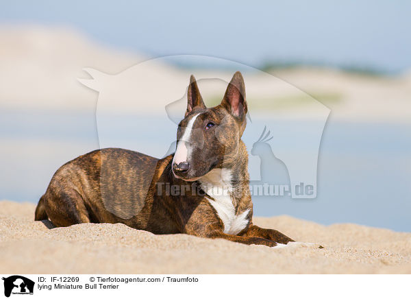 lying Miniature Bull Terrier / IF-12269