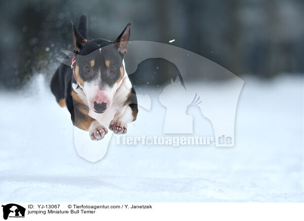 jumping Miniature Bull Terrier / YJ-13067