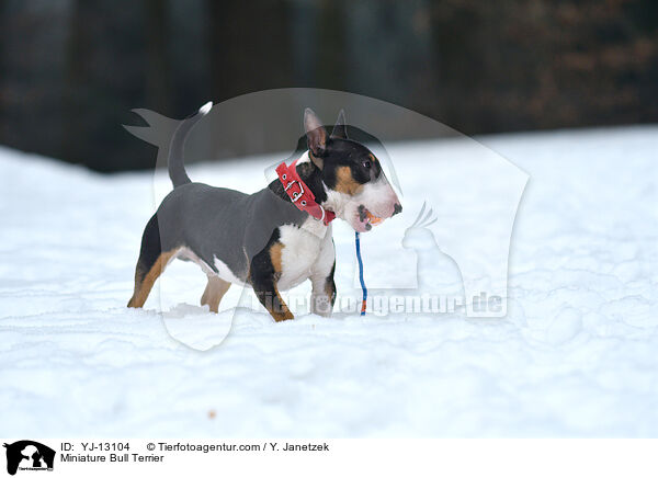 Miniature Bull Terrier / YJ-13104