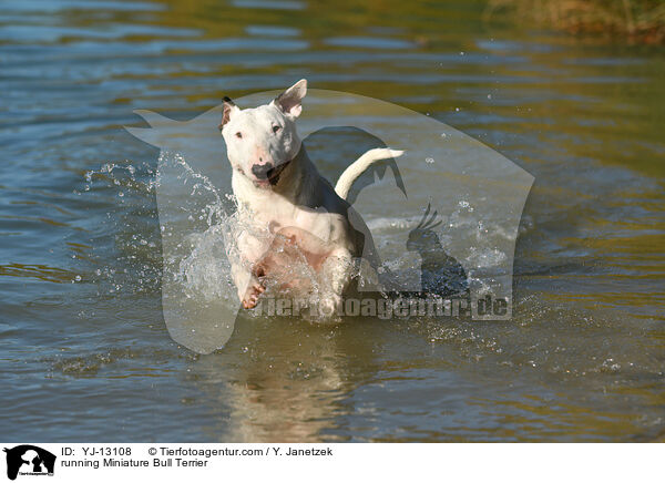 running Miniature Bull Terrier / YJ-13108