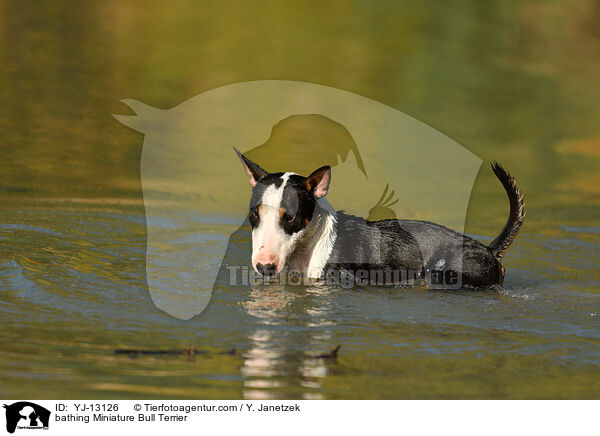 bathing Miniature Bull Terrier / YJ-13126