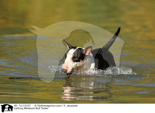bathing Miniature Bull Terrier / YJ-13127