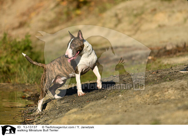 walking Miniature Bull Terrier / YJ-13137