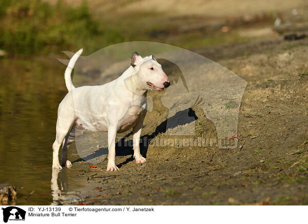 Miniature Bull Terrier / YJ-13139