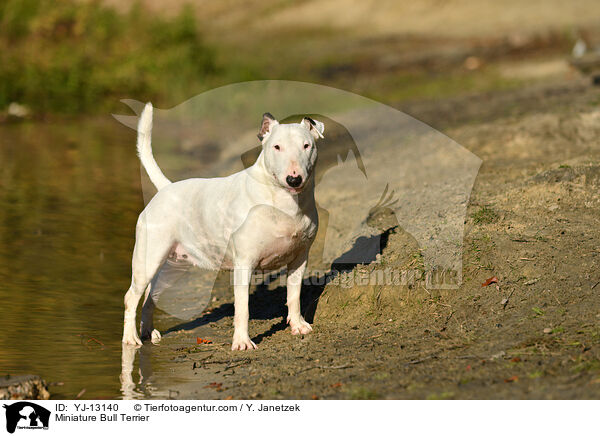 Miniature Bull Terrier / YJ-13140