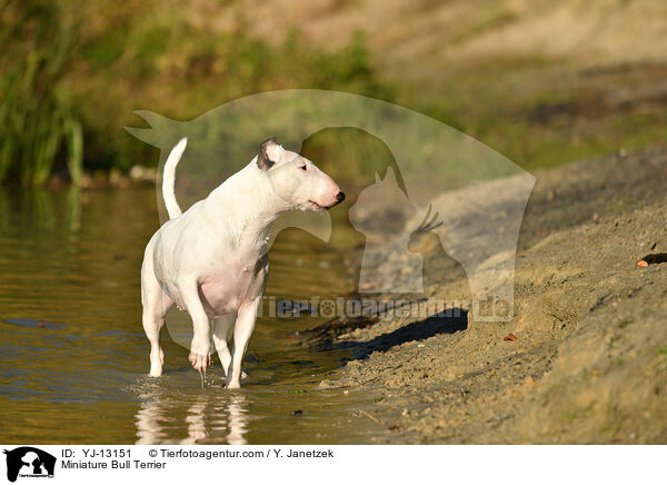 Miniature Bull Terrier / YJ-13151