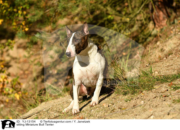 sitting Miniature Bull Terrier / YJ-13154