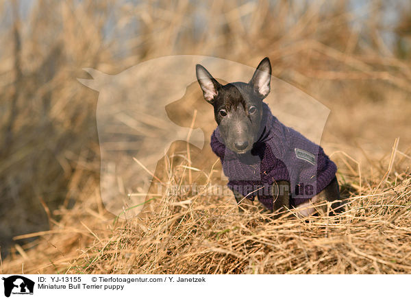 Miniatur Bullterrier Welpe / Miniature Bull Terrier puppy / YJ-13155