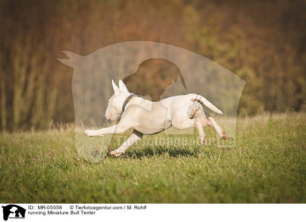 running Miniature Bull Terrier / MR-05558