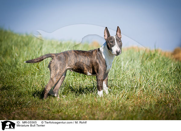Miniature Bull Terrier / MR-05565