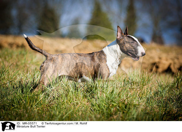Miniature Bull Terrier / MR-05571