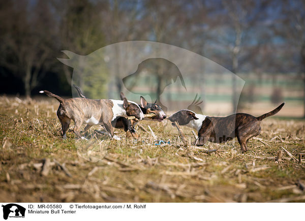 Miniature Bull Terrier / MR-05580
