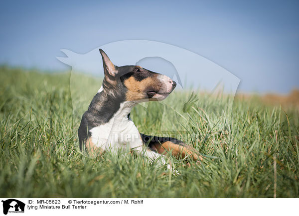 lying Miniature Bull Terrier / MR-05623