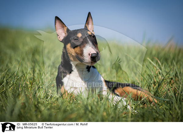 lying Miniature Bull Terrier / MR-05625