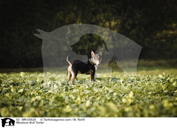 Miniature Bull Terrier / MR-05628
