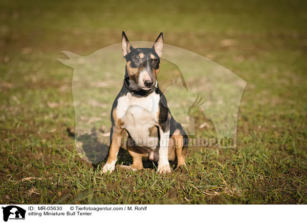 sitting Miniature Bull Terrier / MR-05630