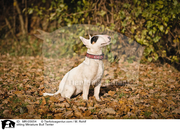 sitting Miniature Bull Terrier / MR-05654