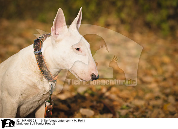 Miniature Bull Terrier Portrait / MR-05658