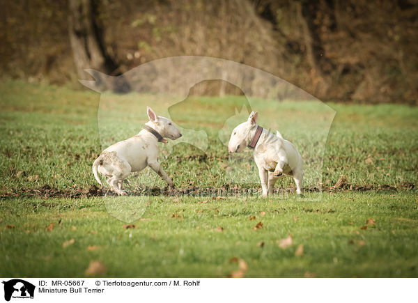 Miniature Bull Terrier / MR-05667