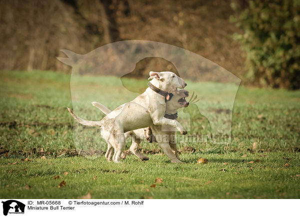 Miniature Bull Terrier / MR-05668