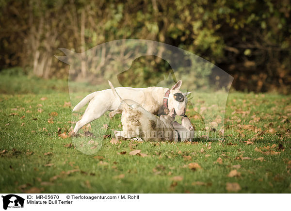 Miniature Bull Terrier / MR-05670