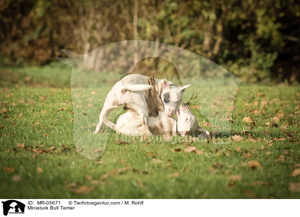 Miniature Bull Terrier / MR-05671