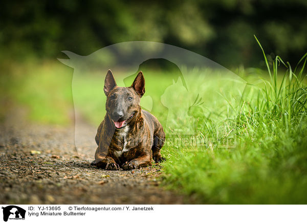 lying Miniature Bullterrier / YJ-13695