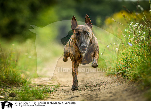 running Miniature Bullterrier / YJ-13697