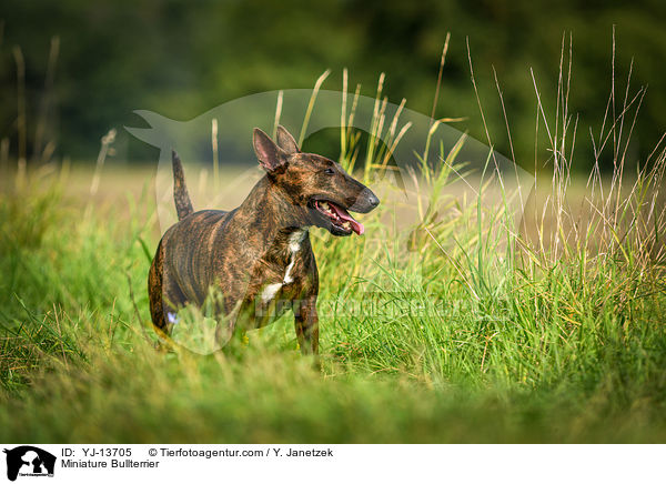 Miniature Bullterrier / YJ-13705