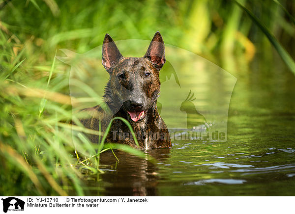 Miniatur Bullterrier im Wasser / Miniature Bullterrier in the water / YJ-13710