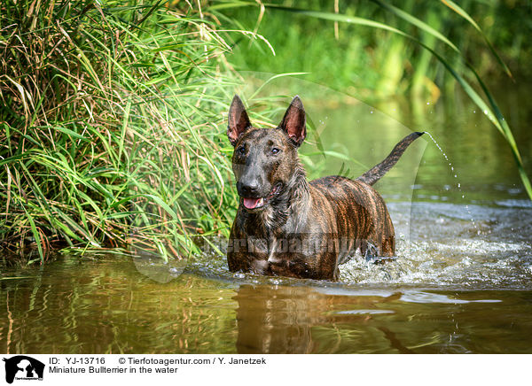 Miniature Bullterrier in the water / YJ-13716