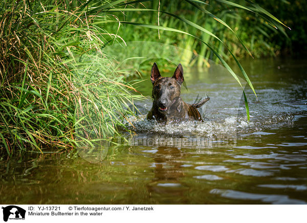 Miniature Bullterrier in the water / YJ-13721