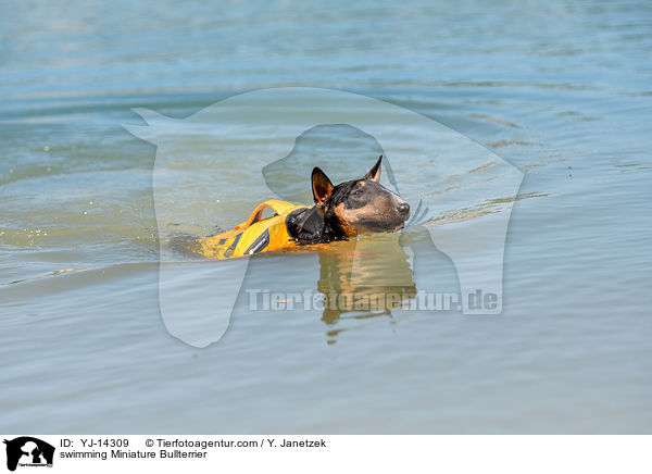 schwimmender Miniatur Bullterrier / swimming Miniature Bullterrier / YJ-14309