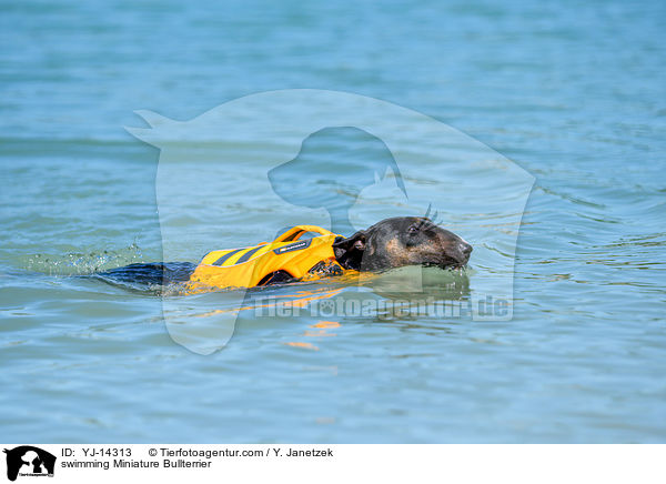 schwimmender Miniatur Bullterrier / swimming Miniature Bullterrier / YJ-14313