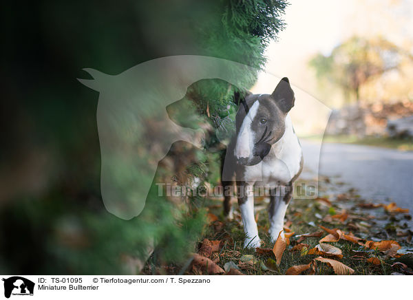 Miniature Bullterrier / TS-01095