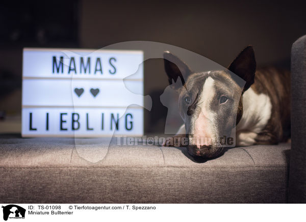 Miniature Bullterrier / TS-01098