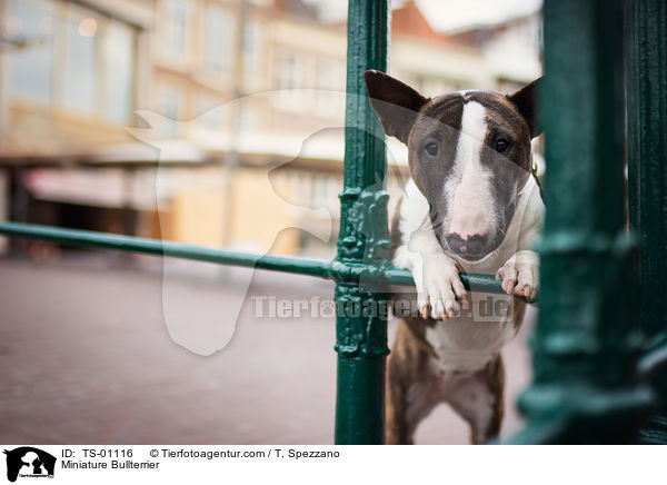 Miniatur Bullterrier / Miniature Bullterrier / TS-01116
