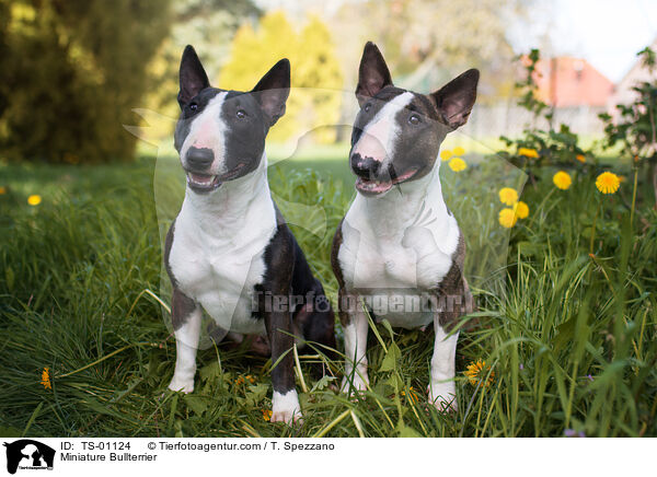 Miniature Bullterrier / TS-01124