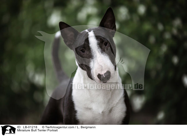 Miniature Bull Terrier Portrait / LB-01218