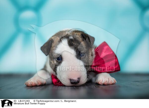 Miniature Bull Terrier Puppy / LB-01240