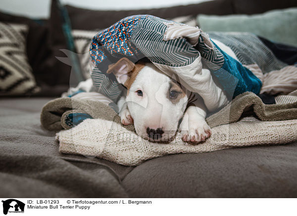 Miniatur Bullterrier Welpe / Miniature Bull Terrier Puppy / LB-01293