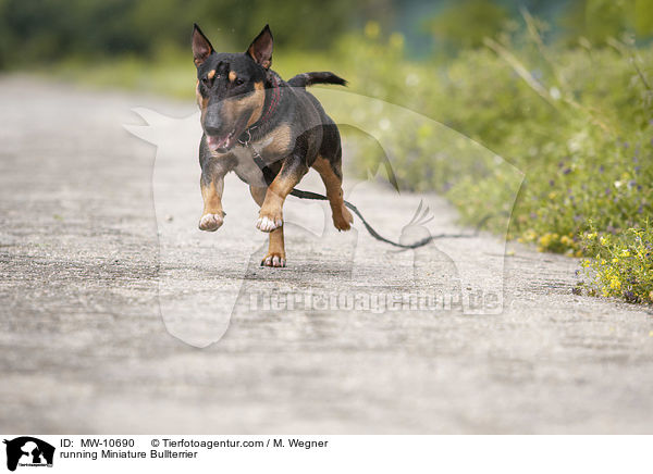 running Miniature Bullterrier / MW-10690