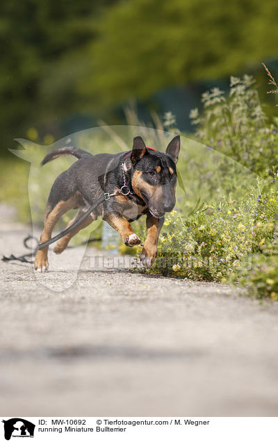 running Miniature Bullterrier / MW-10692