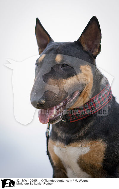 Miniature Bullterrier Portrait / MW-10695