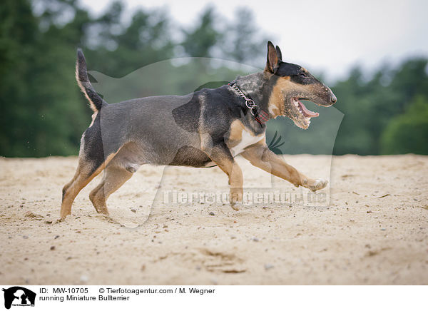 running Miniature Bullterrier / MW-10705