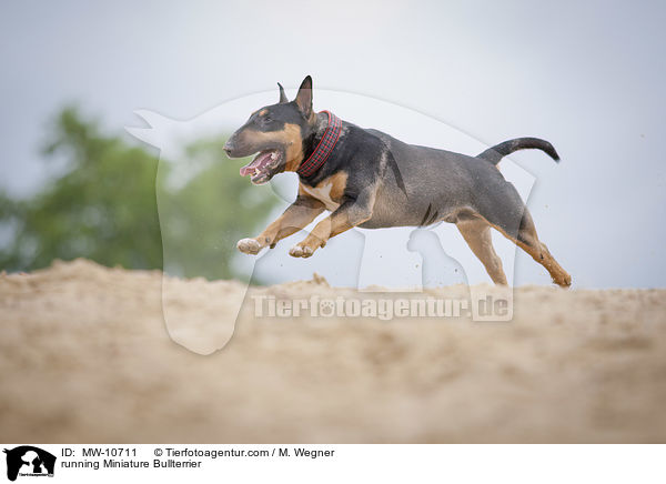 running Miniature Bullterrier / MW-10711