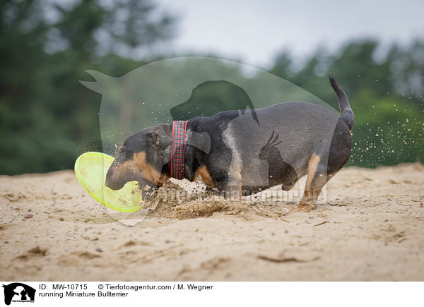 rennender Miniatur Bullterrier / running Miniature Bullterrier / MW-10715